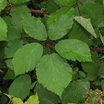 Rubus grabowski - Grabowskis Brombeere