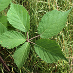 Rubus gratus - Angenehme Brombeere