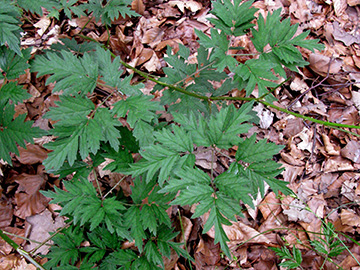 Rubus laciniatus
