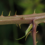 Rubus langankianus - Langankis Bormbeere