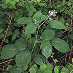Rubus macrophyllus - Großblättrige Brombeere