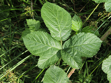 Rubus macrostemonides