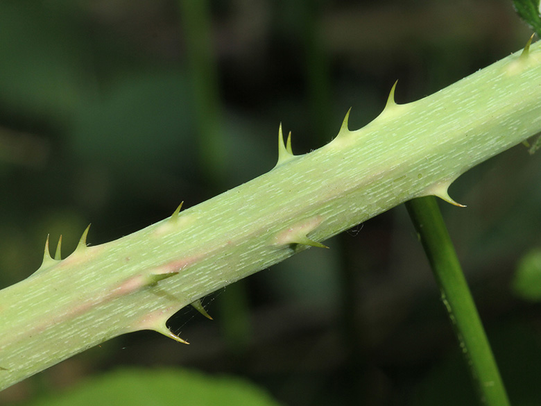 Rubus macrostemonides