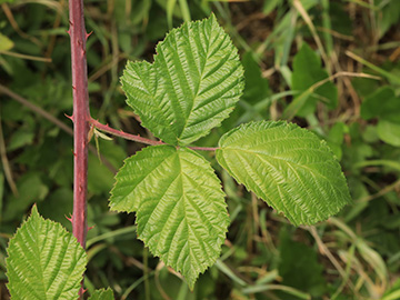 Rubus macrostemonides