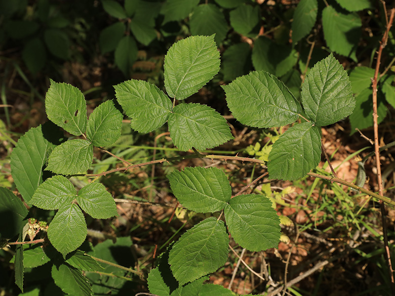 Rubus macrostemonides