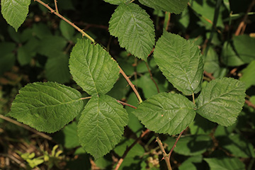 Rubus macrostemonides