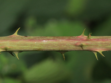 Rubus macrostemonides