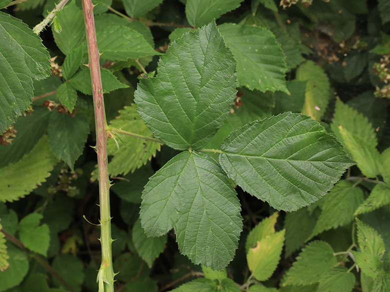 Rubus macrostemonides