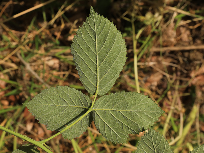 Rubus macrostemonides
