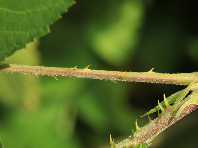 Rubus macrostemonides