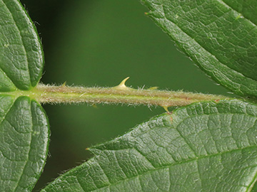 Rubus macrostemonides