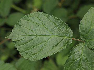 Rubus macrostemonides