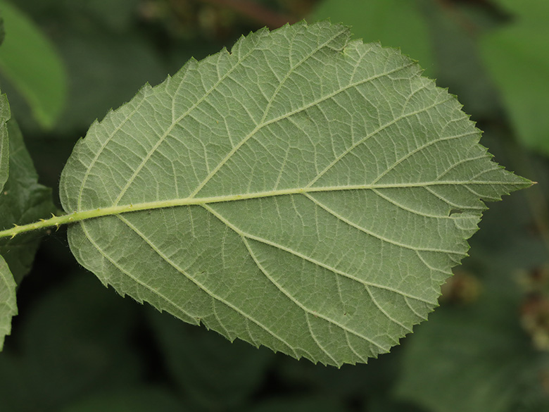 Rubus macrostemonides