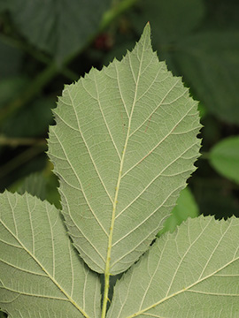 Rubus macrostemonides