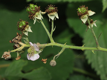 Rubus macrostemonides