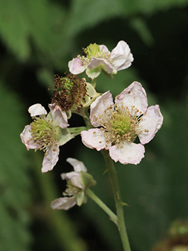 Rubus macrostemonides