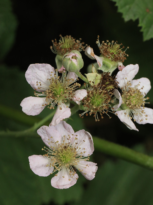 Rubus macrostemonides