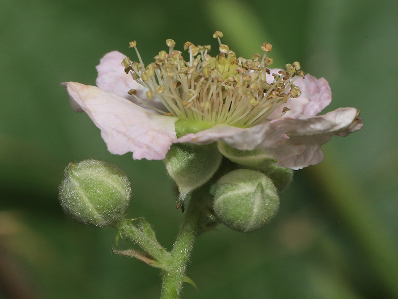 Rubus macrostemonides