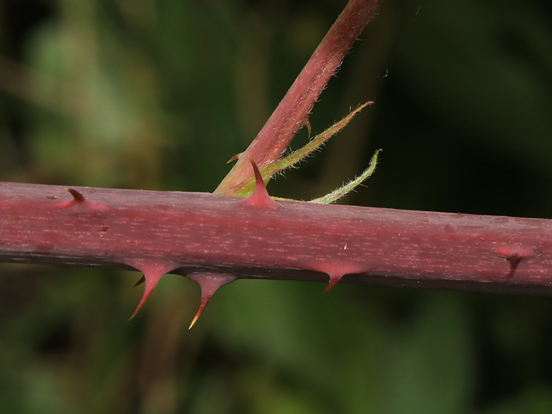 Rubus macrostemonides