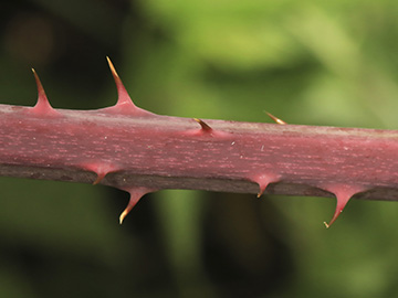 Rubus macrostemonides