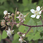 Rubus meierottii - Lenz-Meierott-Brombeere