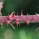 Rubus meierottii - Lenz-Meierott-Brombeere