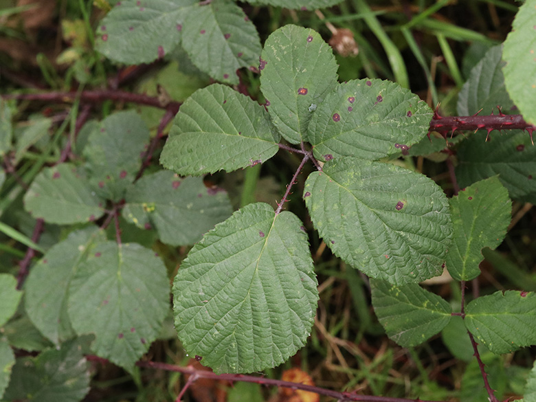 Rubus melanoxylon