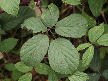 Rubus melanoxylon