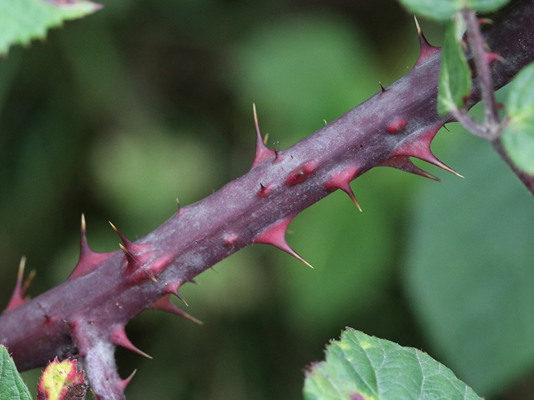 Rubus melanoxylon