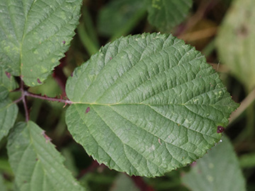Rubus melanoxylon