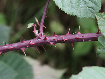 Rubus melanoxylon