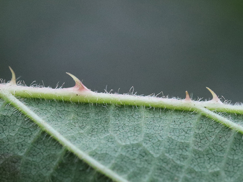 Rubus melanoxylon