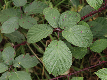 Rubus melanoxylon