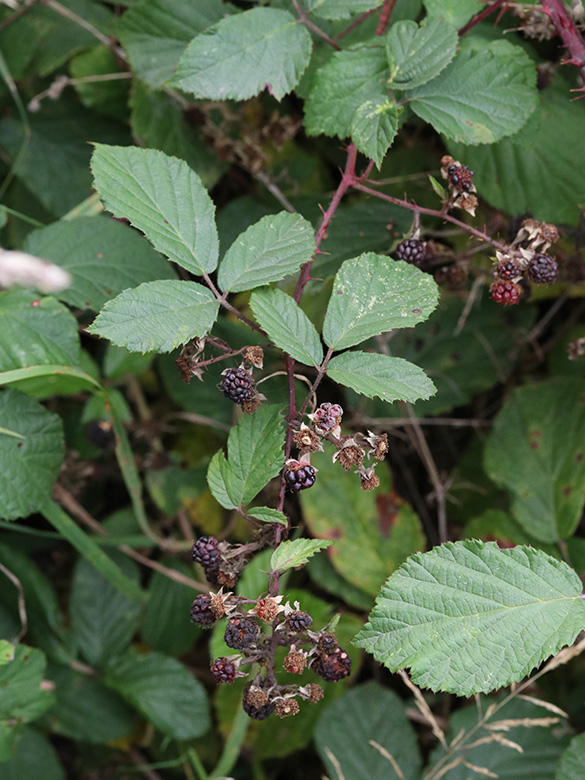 Rubus melanoxylon
