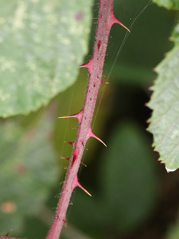 Rubus melanoxylon