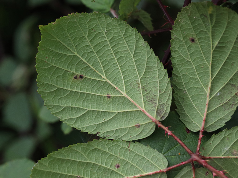 Rubus melanoxylon