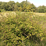 Rubus montanus - Mittelgebirgs-Brombeere