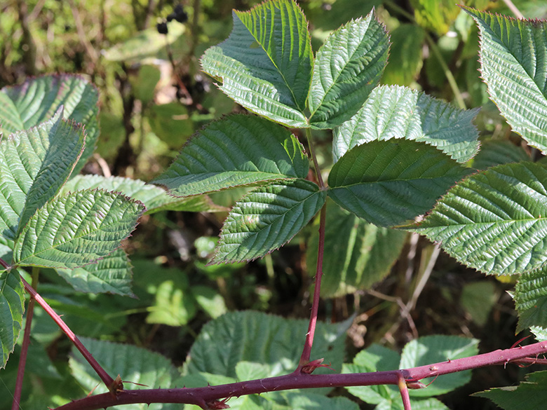 Rubus nessensis