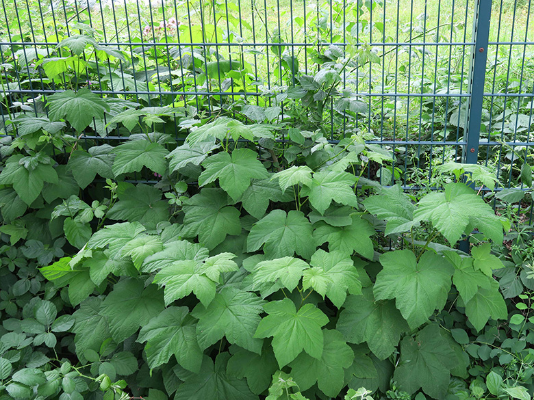 Rubus odoratus