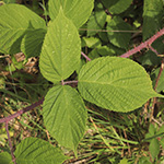 Rubus pedemontanus - Träufelspitzen-Brombeere