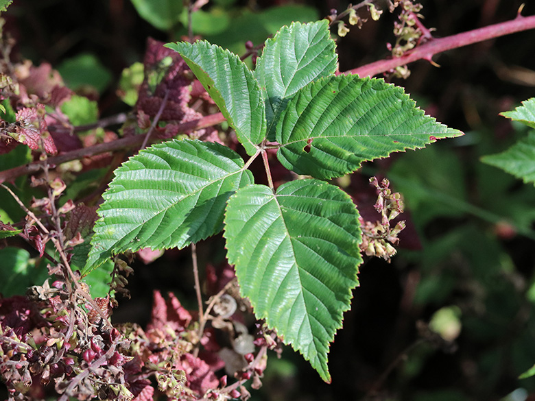 Rubus plicatus