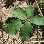 Rubus procerus - Robuste Brombeere