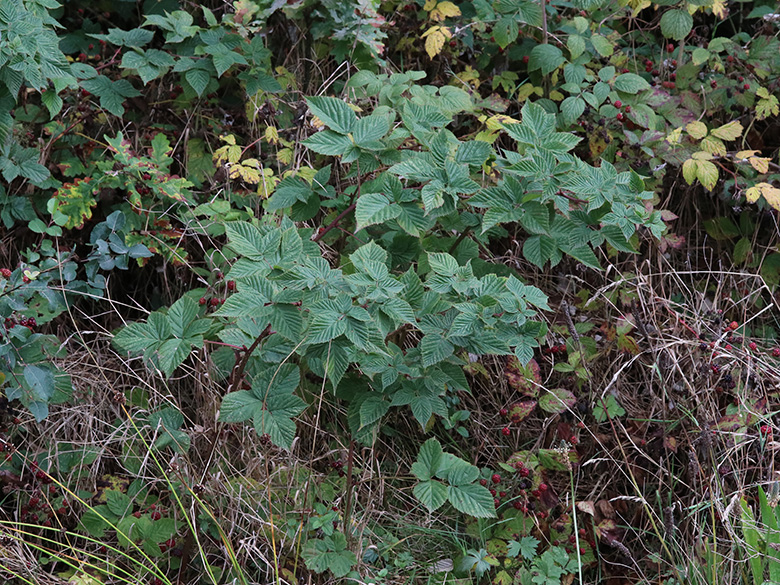 Rubus scissus