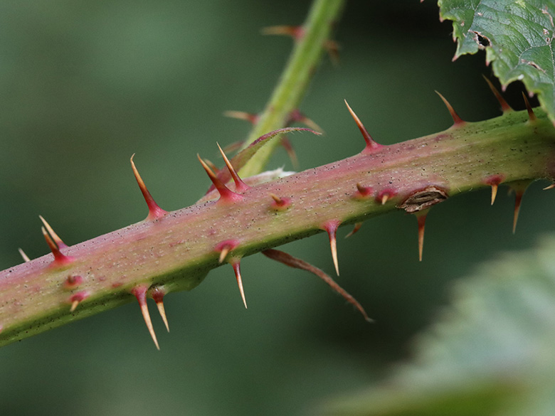 Rubus scissus