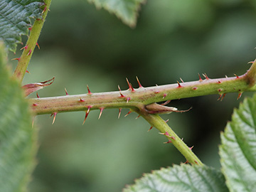 Rubus scissus