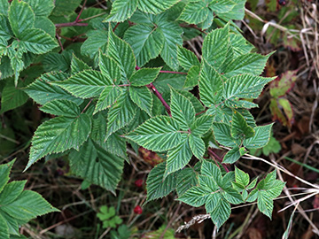 Rubus scissus