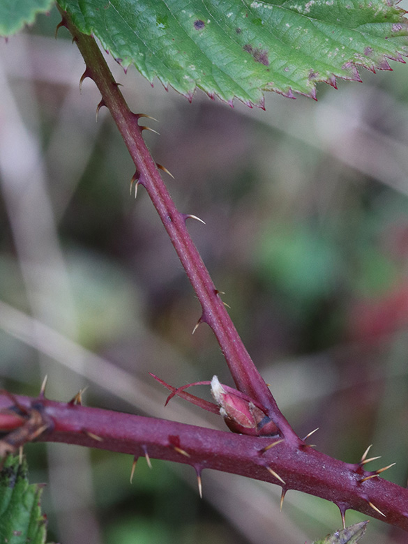 Rubus scissus