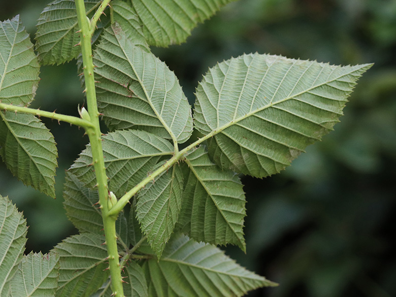 Rubus scissus