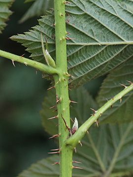 Rubus scissus