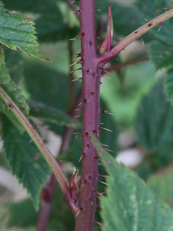 Rubus scissus
